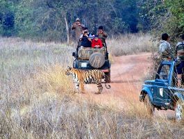 4 Days 3 Nights Tadoba Holiday Package